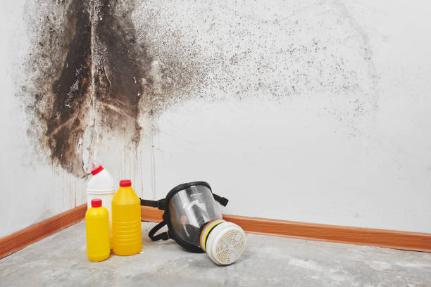 Best Local Mold Removal Service  in Green Tree, PA