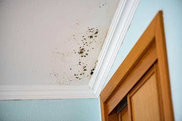 Best Toxic Mold Removal  in Green Tree, PA