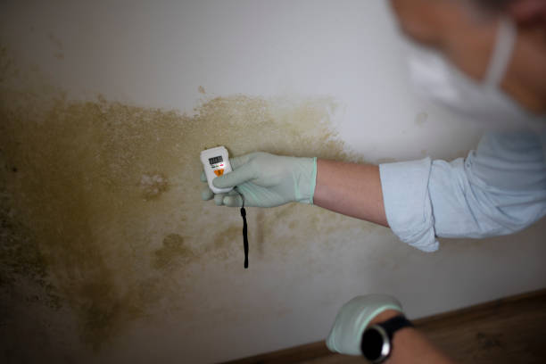 Best Mold Remediation  in Green Tree, PA