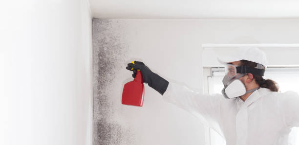 Best Local Mold Removal Service  in Green Tree, PA