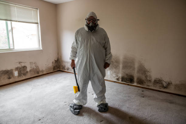 Best Attic Mold Removal  in Green Tree, PA