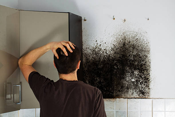 Best Office Mold Removal Services  in Green Tree, PA