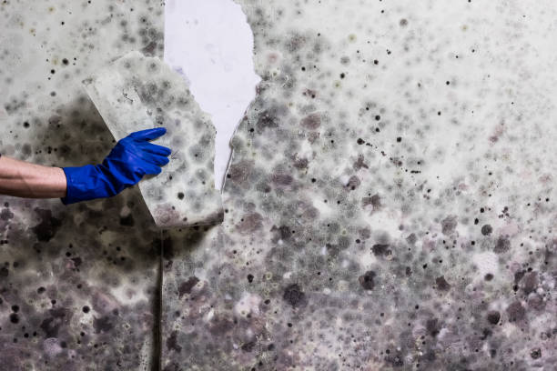 Best Fast Mold Removal  in Green Tree, PA